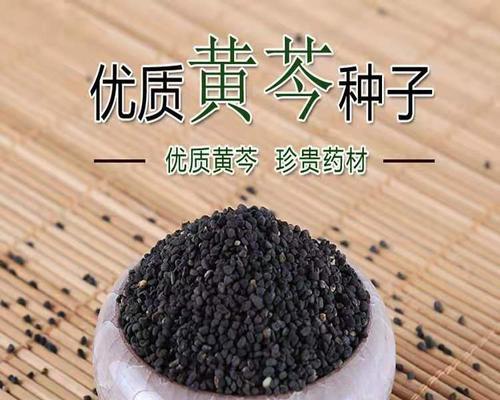 黄芩的播种与发芽（探究黄芩几天出苗的奥秘）-第2张图片-绿意生活