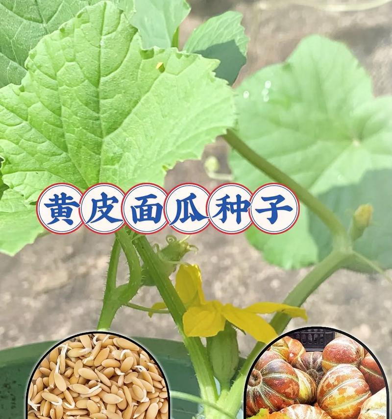 黄瓜成熟时间详解（如何判断黄瓜成熟）-第2张图片-绿意生活