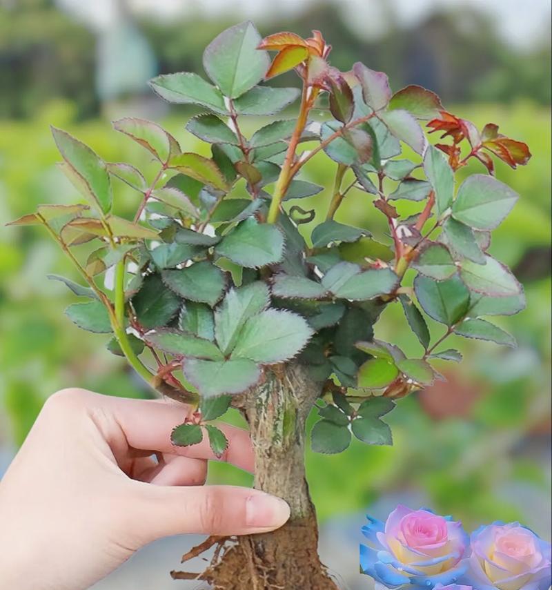 在家种植白玫瑰的秘诀（简单易行的白玫瑰栽种方法与技巧）-第1张图片-绿意生活