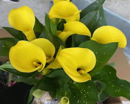 马蹄莲的养殖方法和注意事项（打造美丽水生花园，马蹄莲是不可少的！）-第3张图片-绿意生活