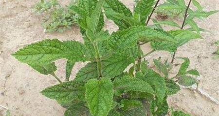 荔枝草的功效与作用（探究荔枝草的营养价值及食用方法）-第1张图片-绿意生活