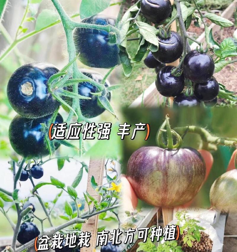 西红柿种子的种植方法（从选种到收获，助你成功种植西红柿）-第2张图片-绿意生活