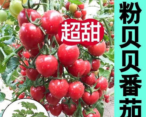 西红柿种子的种植方法（从选种到收获，助你成功种植西红柿）-第3张图片-绿意生活