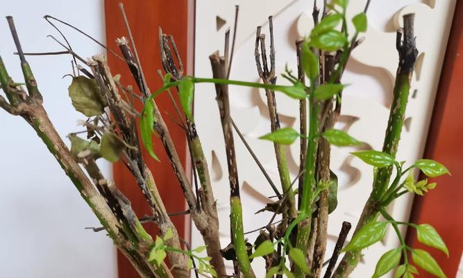 如何正确地为大盆幸福树换土（让您的幸福树更健康，更茂盛）-第1张图片-绿意生活