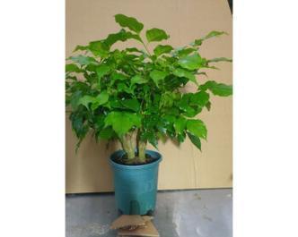 如何正确地为大盆幸福树换土（让您的幸福树更健康，更茂盛）-第3张图片-绿意生活