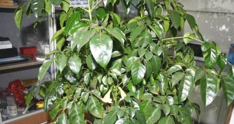 如何正确地为大盆幸福树换土（让您的幸福树更健康，更茂盛）-第2张图片-绿意生活