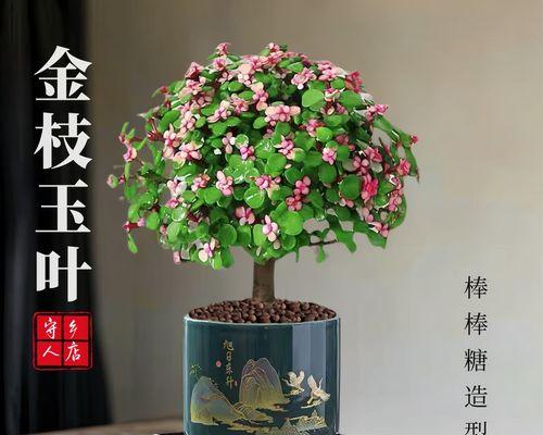 金枝玉叶如何养护才能开花（从土壤、气候到剪枝，了解金枝玉叶花期的关键）-第2张图片-绿意生活