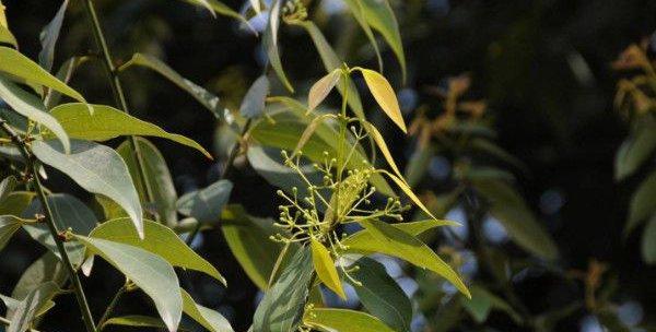 茶花摘心打顶时间与方法（掌握正确时间和方法，让茶花生长更健康）-第2张图片-绿意生活