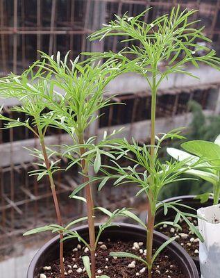 茶花摘心打顶时间与方法（掌握正确时间和方法，让茶花生长更健康）-第1张图片-绿意生活