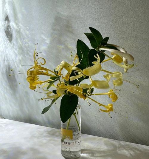 金银花修剪方法（让您的金银花常青常美）-第1张图片-绿意生活