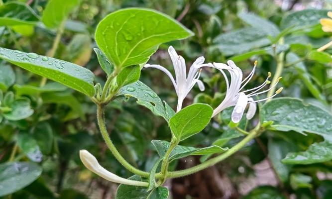 金银花修剪方法（让您的金银花常青常美）-第2张图片-绿意生活