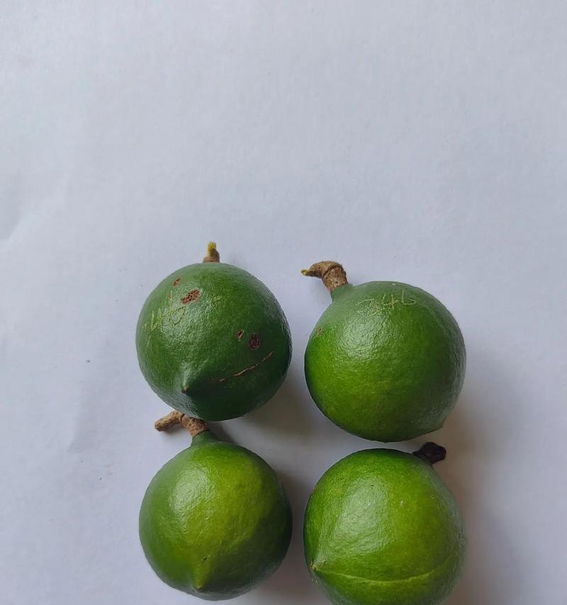 澳洲坚果修剪最佳时间剖析（根据不同类型坚果树的生长特点，掌握最佳修剪时间）-第2张图片-绿意生活