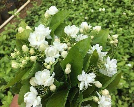 白醋可以浇多肉植物吗？——揭秘多肉植物护理的新方式（使用白醋浇水能否促进多肉生长与健康——）-第1张图片-绿意生活