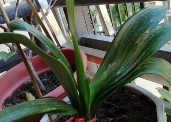 白醋可以浇多肉植物吗？——揭秘多肉植物护理的新方式（使用白醋浇水能否促进多肉生长与健康——）-第3张图片-绿意生活
