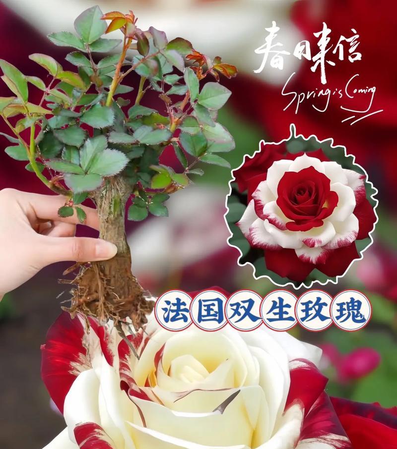 红玫瑰花语的含义（探究红玫瑰的含义，让鲜花传达真正的情感）-第3张图片-绿意生活