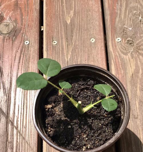 格桑花苗能否移栽？（移栽格桑花苗的注意事项）-第1张图片-绿意生活