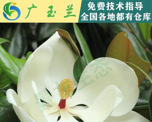 广玉兰的花期及开花时间（揭秘广玉兰花期的奥秘）-第2张图片-绿意生活