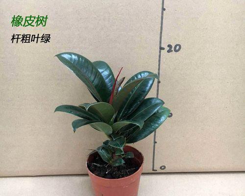 探秘大树——神秘的自然生命（一棵大树能够承载多少世界？）-第1张图片-绿意生活
