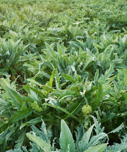 如何种植棒棒菜？（从时间到技巧，全面解析种植方法。）-第2张图片-绿意生活