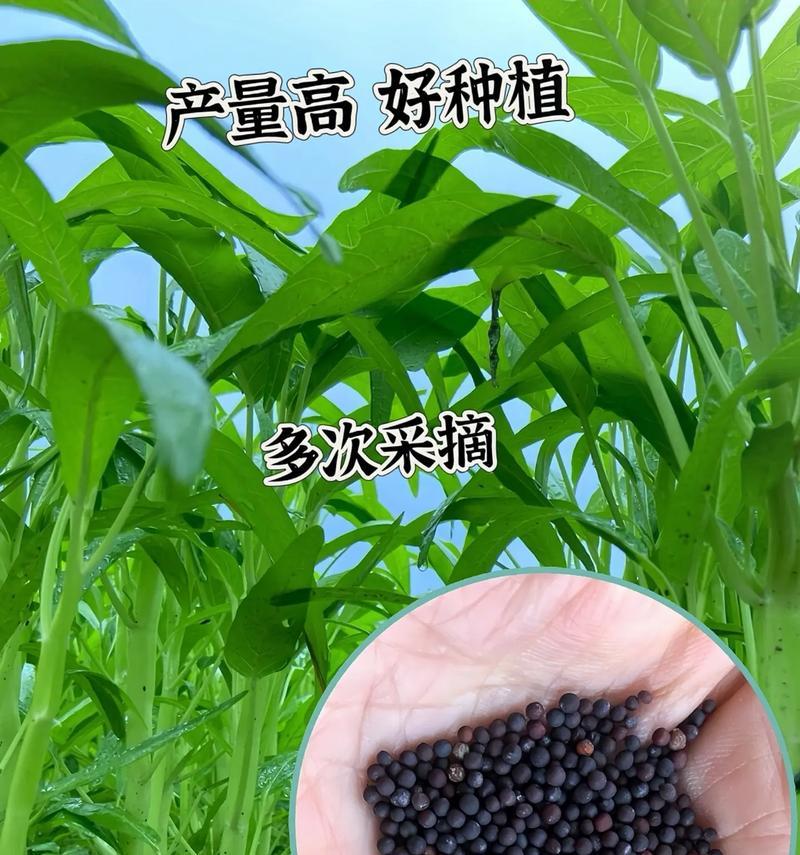 如何种植棒棒菜？（从时间到技巧，全面解析种植方法。）-第3张图片-绿意生活