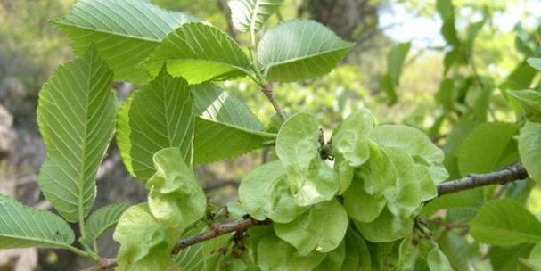 榔榆冬季落叶现象剖析（生物周期、环境适应和生态意义）-第1张图片-绿意生活