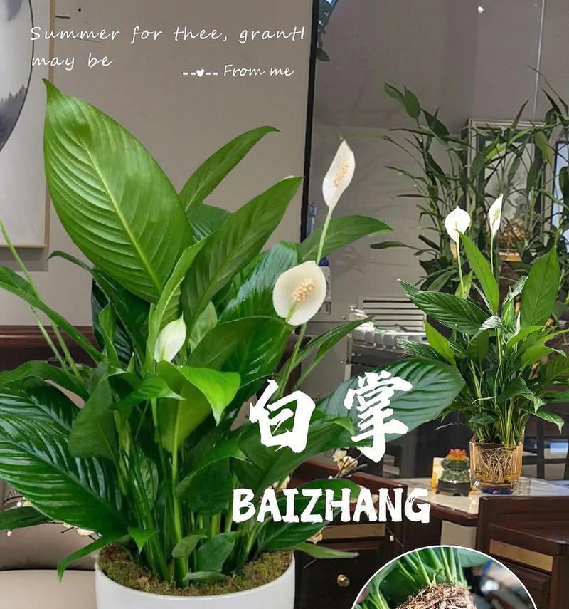 白掌有毒吗？室内养护注意事项（了解白掌的毒性，安全养护白掌）-第1张图片-绿意生活
