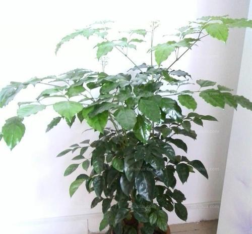 富贵树开花了吗？花的形态是怎样的？（探究富贵树的开花现象，解析花朵的特点）-第1张图片-绿意生活