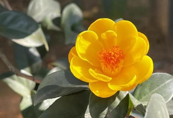 富贵树开花了吗？花的形态是怎样的？（探究富贵树的开花现象，解析花朵的特点）-第3张图片-绿意生活