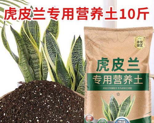 金边虎皮兰如何施肥？（肥料选择与施肥技巧）-第2张图片-绿意生活