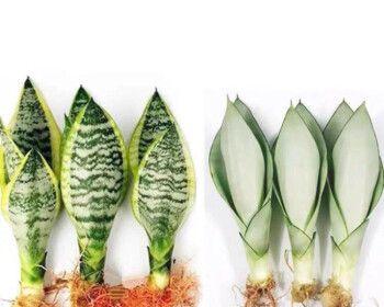 金边虎皮兰如何施肥？（肥料选择与施肥技巧）-第3张图片-绿意生活