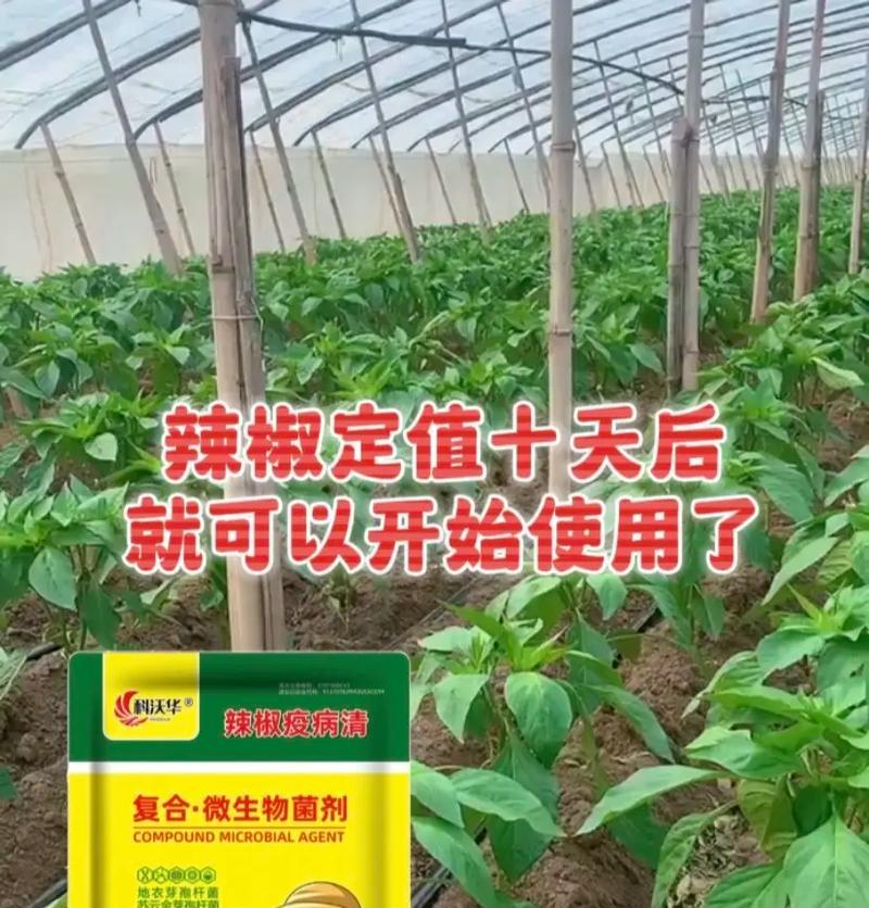 辣椒种植的环境与气候要求（要求严格的生长环境和适宜的气候条件）-第3张图片-绿意生活