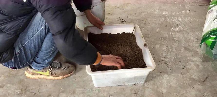 种花椒籽有哪些注意事项？（花椒籽种植技巧和注意事项）-第1张图片-绿意生活