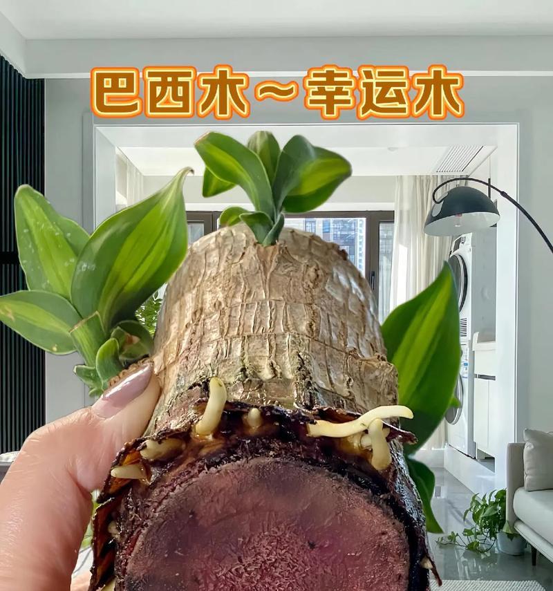 巴西木的寿命究竟有多长？（揭秘巴西木的寿命真相，从生长环境到物种特性详解）-第1张图片-绿意生活