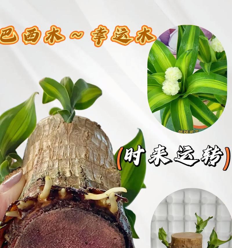 巴西木的寿命究竟有多长？（揭秘巴西木的寿命真相，从生长环境到物种特性详解）-第2张图片-绿意生活