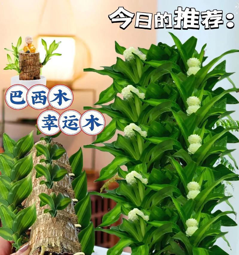 巴西木的寿命究竟有多长？（揭秘巴西木的寿命真相，从生长环境到物种特性详解）-第3张图片-绿意生活