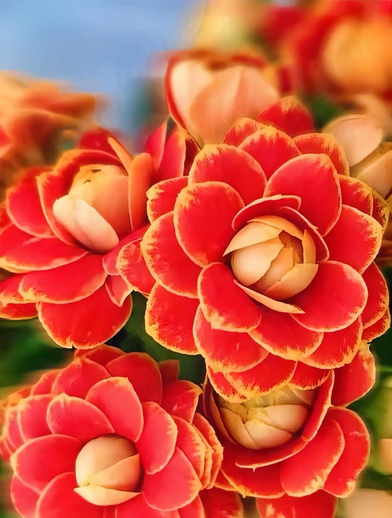 花语吉祥如意（解读代表吉祥如意的花卉及其寓意）-第2张图片-绿意生活