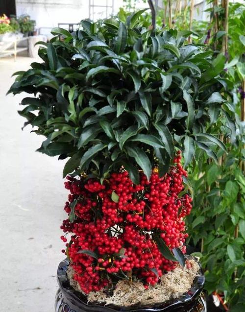 花语吉祥如意（解读代表吉祥如意的花卉及其寓意）-第1张图片-绿意生活