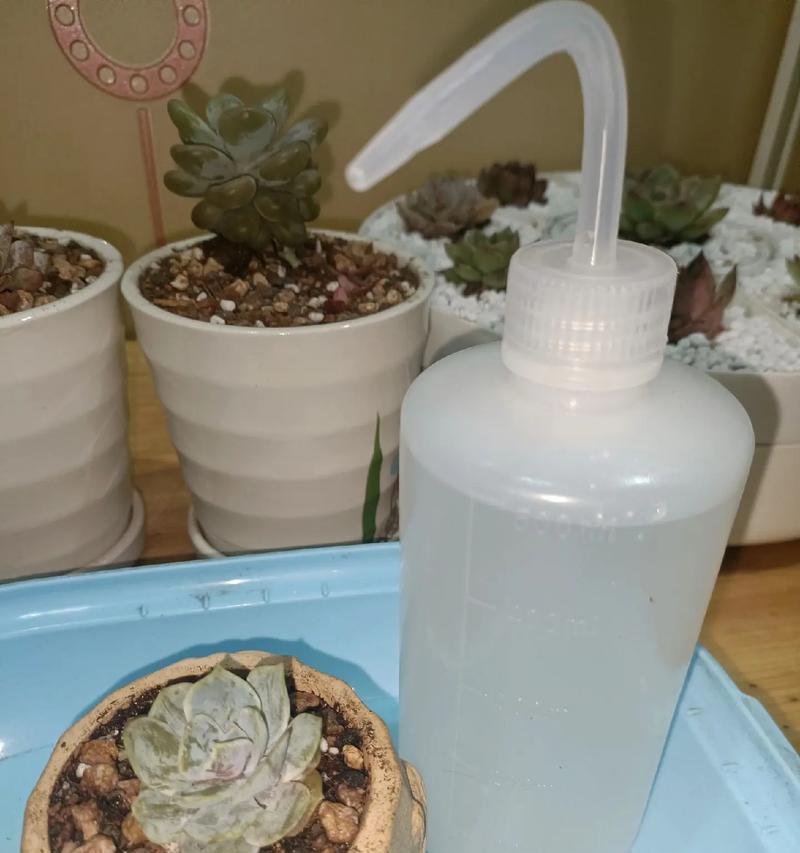 多肉养护（探究多肉植物的浇水习惯及注意事项）-第2张图片-绿意生活