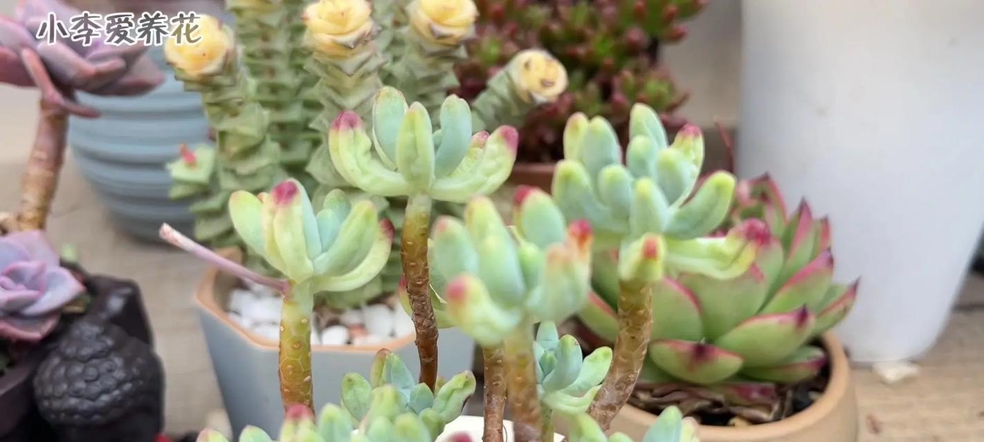 多肉养护（探究多肉植物的浇水习惯及注意事项）-第1张图片-绿意生活