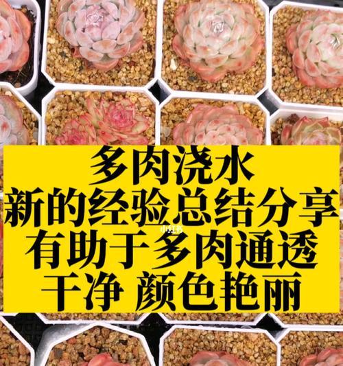多肉养护（探究多肉植物的浇水习惯及注意事项）-第3张图片-绿意生活
