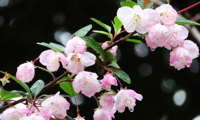 海棠花的浇水频率（如何掌握适宜的浇水时间）-第1张图片-绿意生活