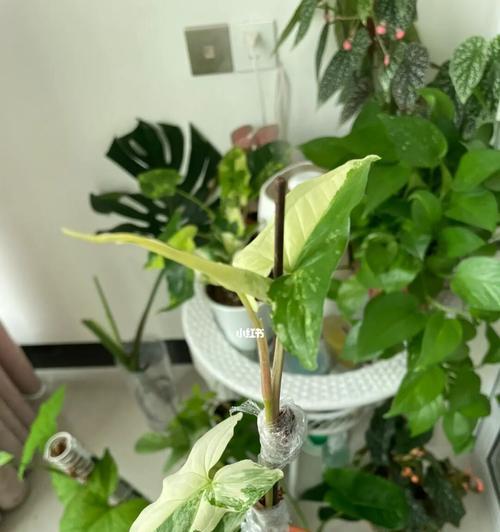 合果芋叶子卷曲的原因及补救处理法（为什么合果芋叶子会卷曲？如何处理合果芋叶子卷曲问题？）-第3张图片-绿意生活