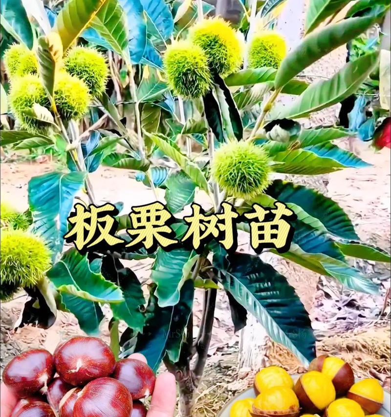探秘栗子的生长环境（栗子在何处生长？栗子生长的地方条件如何？）-第1张图片-绿意生活