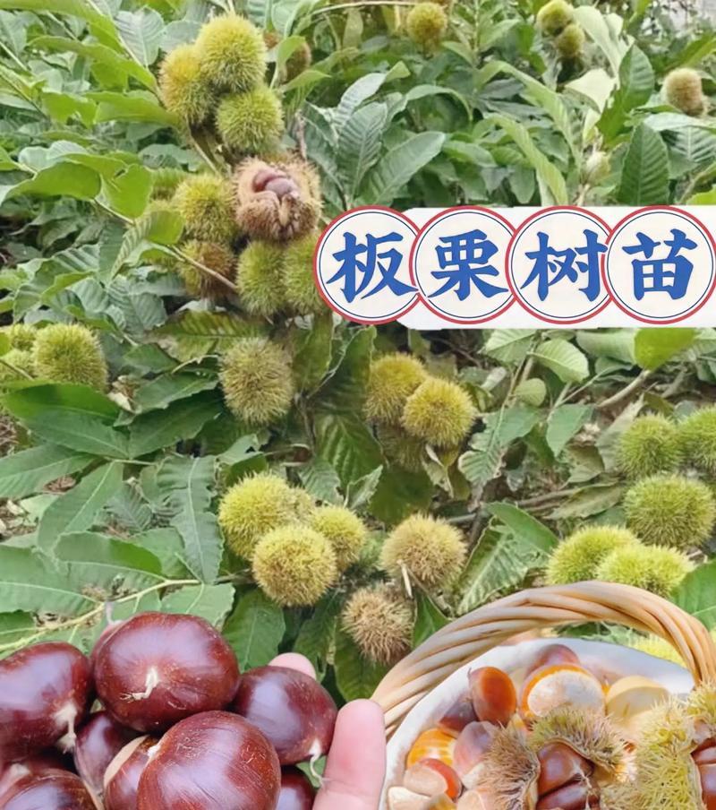 探秘栗子的生长环境（栗子在何处生长？栗子生长的地方条件如何？）-第3张图片-绿意生活
