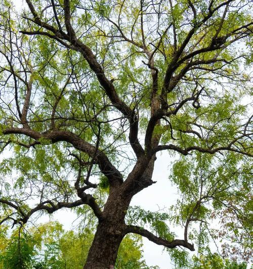 北方枣树春季发芽与生长特点（探究北方枣树春季发芽与生长的关键因素）-第1张图片-绿意生活