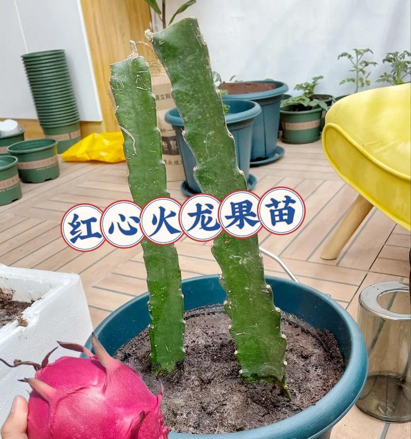火龙果种子可以种吗？（探究火龙果种子的生长情况）-第3张图片-绿意生活