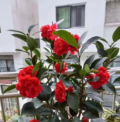 茶花的喜阳情结（探究茶花喜不喜欢阳光的原因）-第1张图片-绿意生活