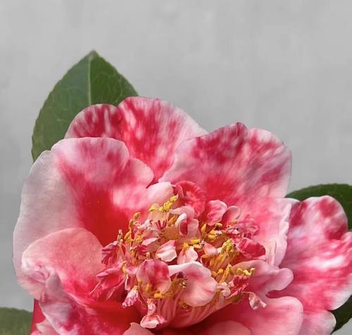 茶花的喜阳情结（探究茶花喜不喜欢阳光的原因）-第3张图片-绿意生活