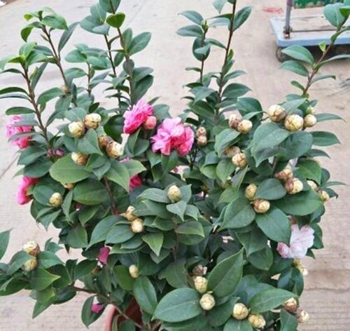 茶花开不开四季？（四季茶花真相大揭秘！）-第1张图片-绿意生活