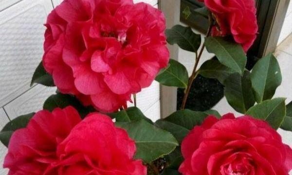 茶花开不开四季？（四季茶花真相大揭秘！）-第2张图片-绿意生活